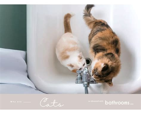 母湯貓 浴室